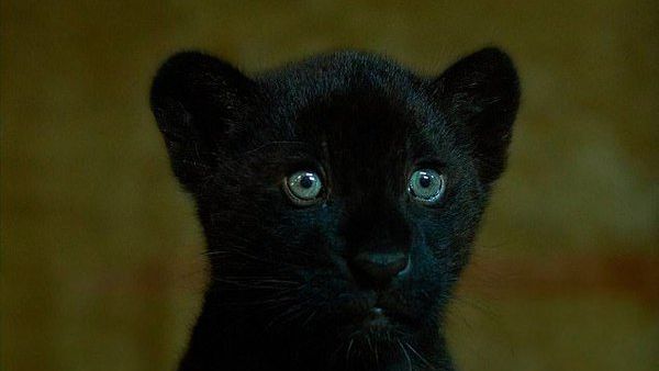 Rare female black jaguar cub 