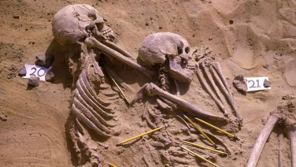 Skeletons excavated in Jebel Sahaba, an ancient cemetery in Sudan
