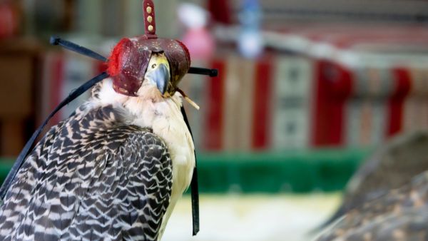 Falcons used in the ancient art and sport of Arabic falconry