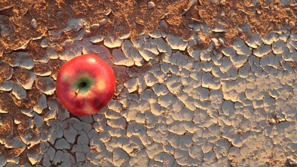 An apple on a dry and cracked desert soil
