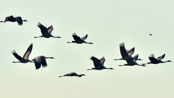 Birds in flight.