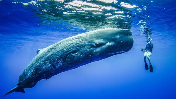 يُحظر صيد حيتان العنبر لأن هذا النوع معرض للانقراض.