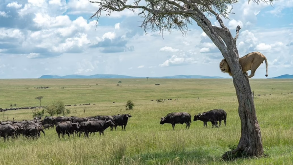 الأسد الجبان