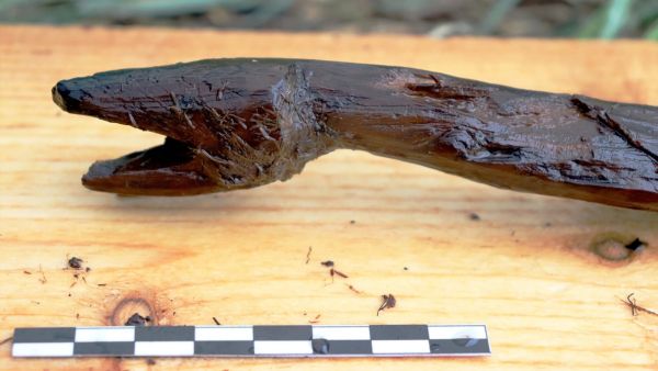 عصا ثعبان