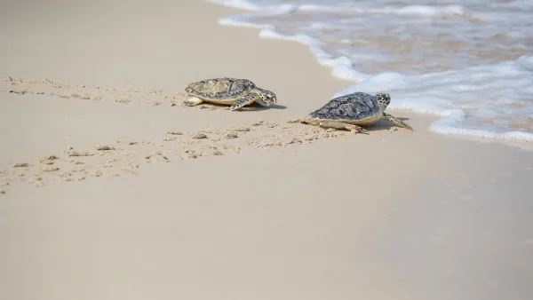 Jumeirah Group Celebrates Conservation Efforts, Releasing 30 Rehabilitated Sea Turtles Into The Arabian Gulf On World Sea Turtle Day