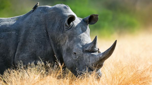 White rhinoceros bull portrait 