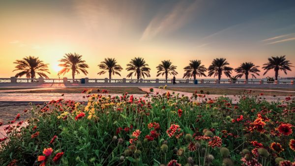 Beautiful flowers garden