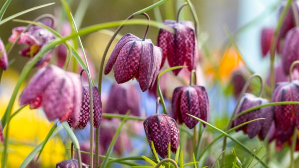 Fritillaria meleagris.