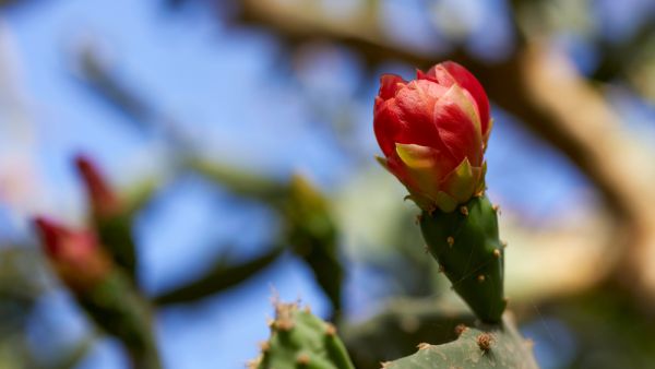 Botanical Garden of Aswan Egypt