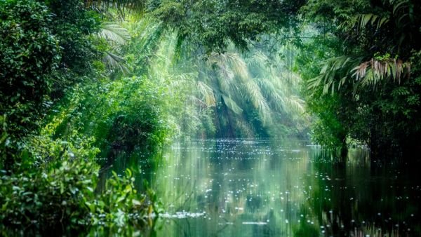 Amazon rainforest (Shutterstock) Amazon rainforest