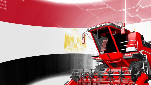 أسعار القمح تتجه نحو الانخفاض بعد قرار مصري بإلغاء مناقصتي شراء