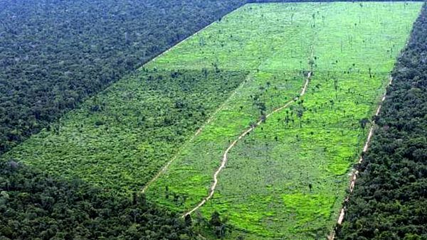 The amazon Forest-Twitter International Funding Largely Depends on Reducing Deforestation, Protecting Rights