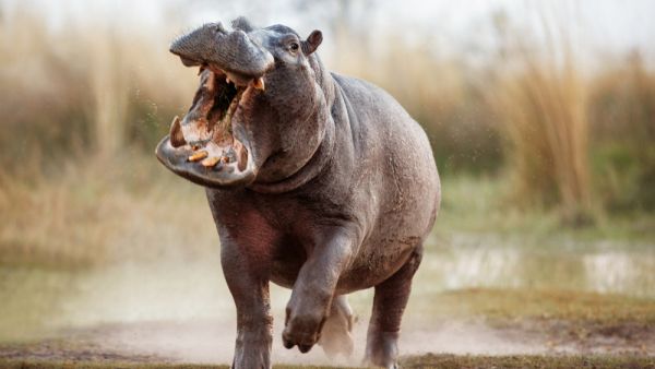 Aggressive hippo