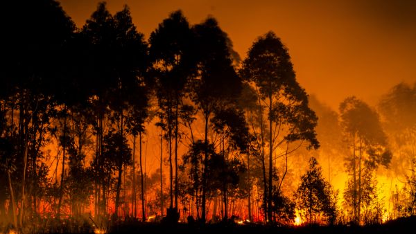  forest fire