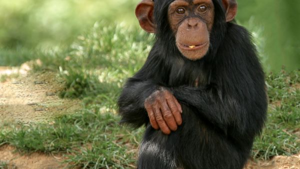 Baby chimp