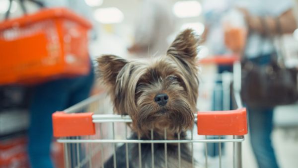 Cute little puppy dog sitting in a shopping cart