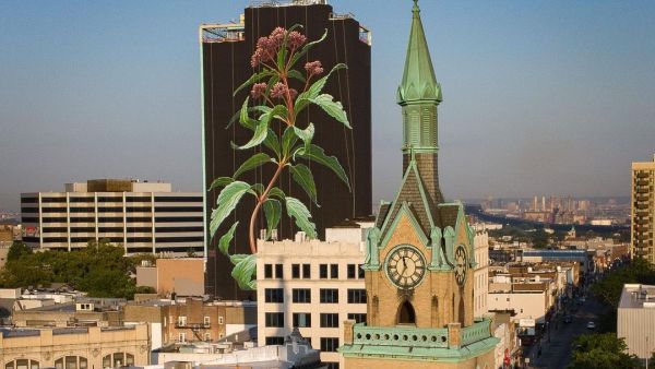 Muralist Mona Caron grows a 20-story Joe Pye weed over Jersey City