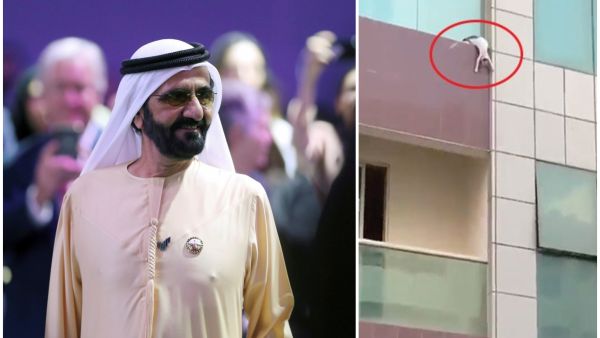 محمد بن راشد يبحث عن أشخاص أنقذوا قطة في دبي