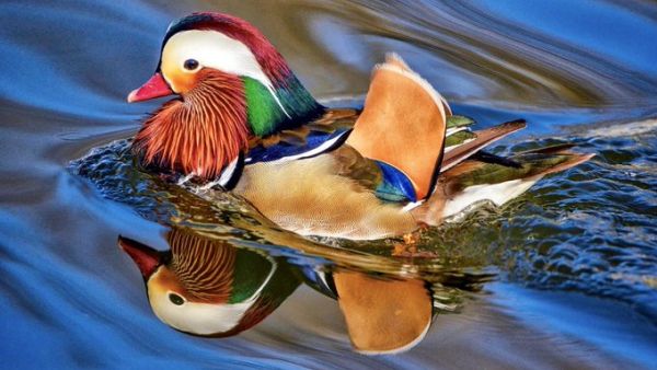 Mandarin Duck (Twitter) Mandarin Duck