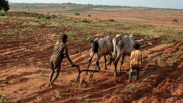 Madagascar is said to be facing the world's first famine caused by climate change (Twitter) Madagascar is said to be facing the world's first famine caused by climate change