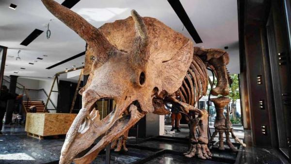 بيغ جون.. أكبر ديناصور ثلاثي القرون بباريس