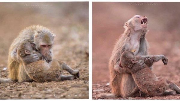 اكتشاف.. الحزن وارء إصرار حيوانات على حمل صغارها بعد الموت