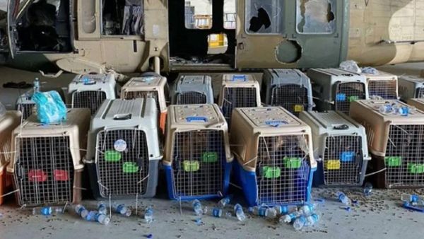 130 caged dogs 