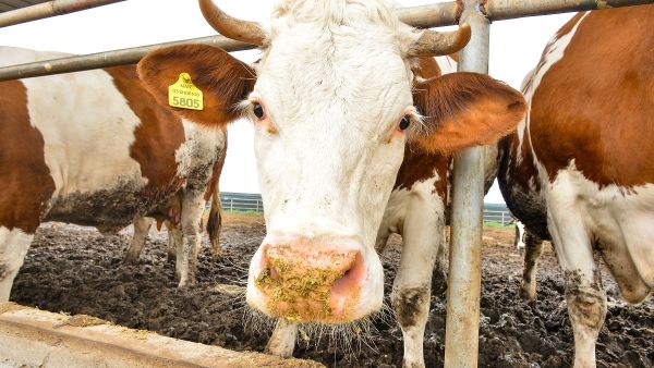 Nestlé Unveils Plans to Support the Transition to a Regenerative Food System