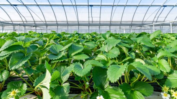 Traditional Legislations Hinder Modern Technology Uses