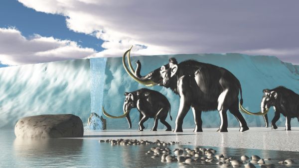 scientists claim the ability to bring back extinct animals to live including Woolly Mammoth