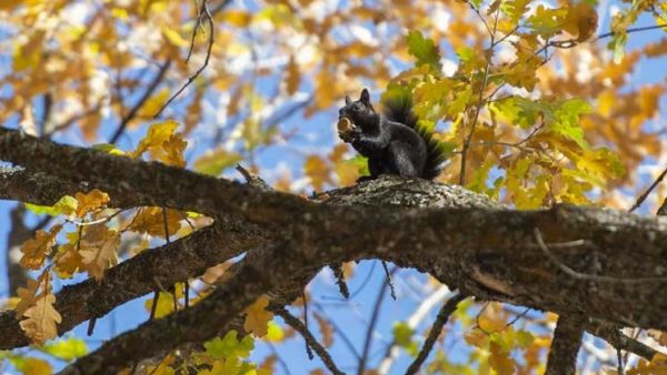 سناجب وادي مونزور تُخزّن مؤونة الشتاء