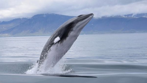 whale