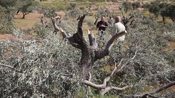 Olive tree 