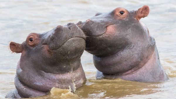 (Shutterstock/ File Photo) Pablo Escobar's hippos recognized as legal people