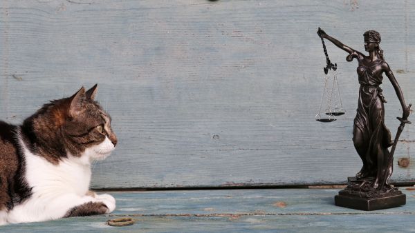 (Shutterstock/ File Photo) Turkish court awards woman with custody of two cats