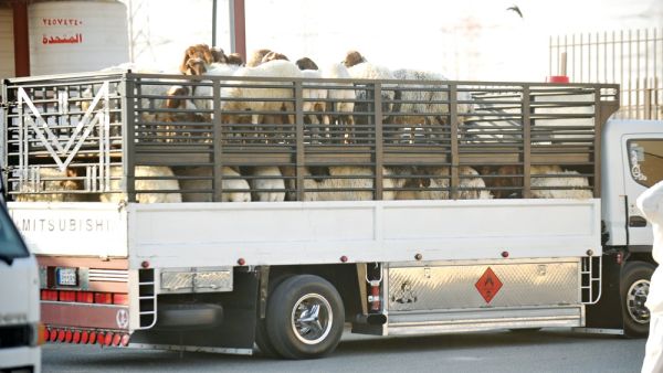 الكويت.. ضبط شحنة مخدرات في أحشاء أغنام حية (شاهد)