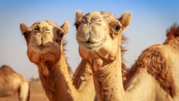 تعبيرية 