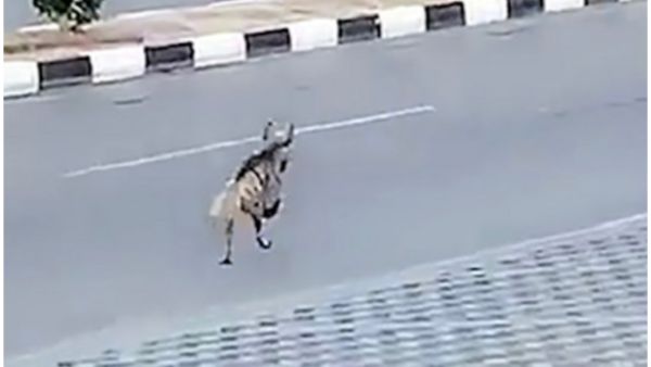 ضبع في شوارع السعودية 
