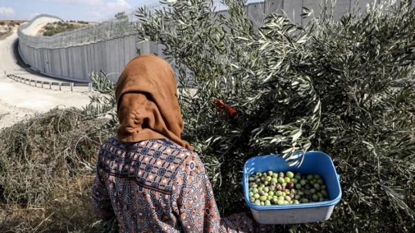 Palestinians harvest olives from their land