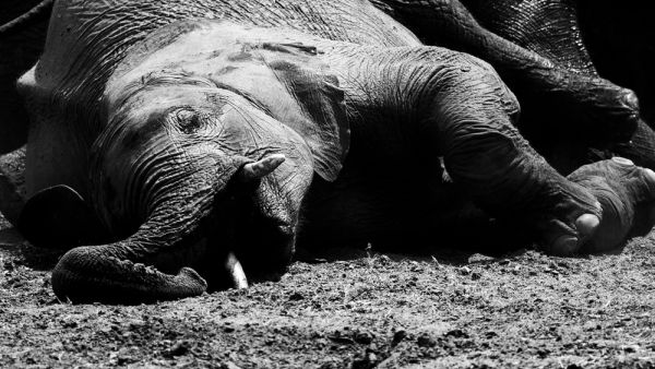 'Planned killing' of elephants continues in Bangladesh