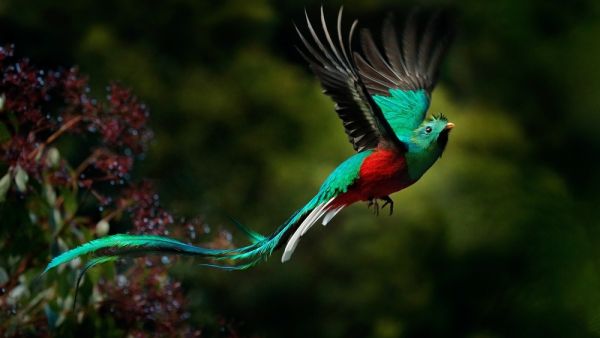 2 rare bird species found in Aqaba Bird Observatory