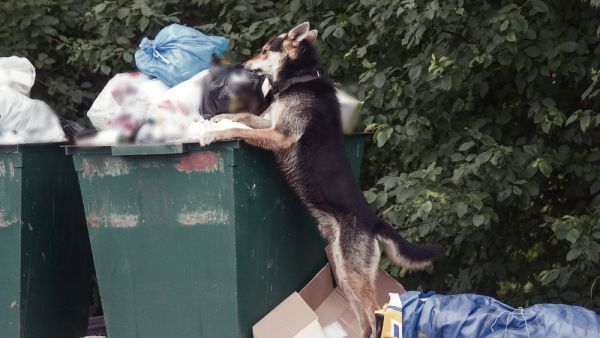 dog collects discarded rubbish