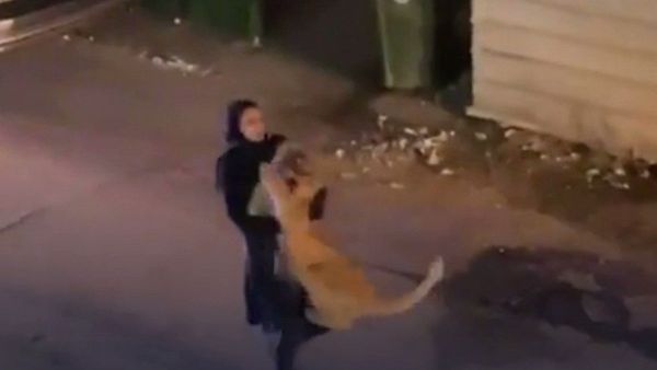  فتاة تلقي القبض على أسد هارب في الكويت