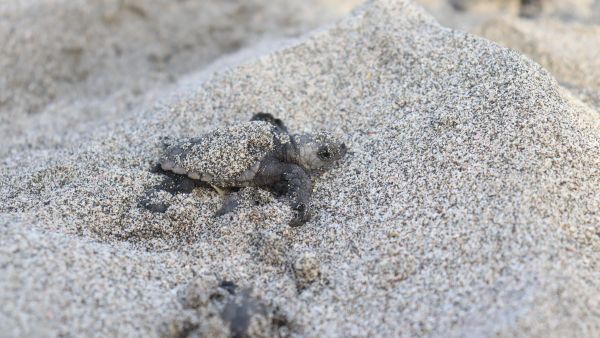 Environment Society of Oman Project Combats Light Pollution for Turtles on Masirah Island