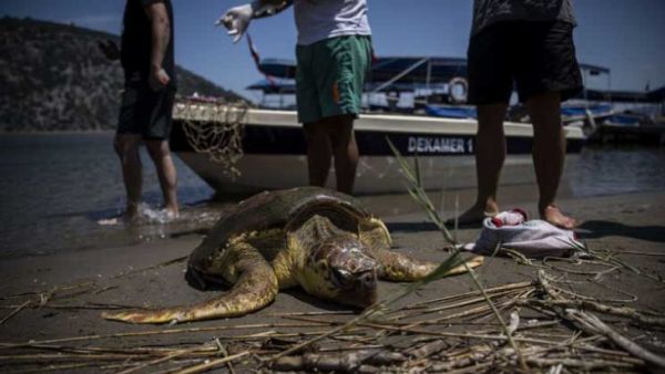 شباك الصيد مشكلة السلاحف البحرية في "المتوسط"