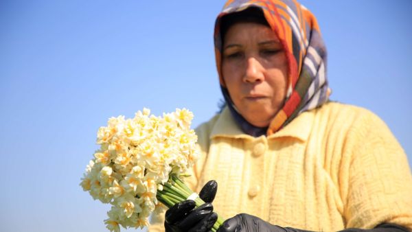 زهرة النرجس.. مصدر دخل للنساء طوروس