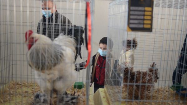 مسابقة لاختيار ملكة جمال الدجاج في ليبيا