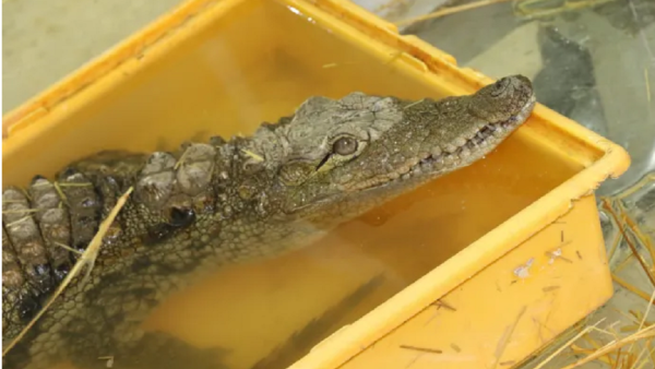 The Lucky Nile Crocodile (Mahzooz) “Mahzooz” the Lucky Nile Crocodile in Jordan Finally Makes it Back Home