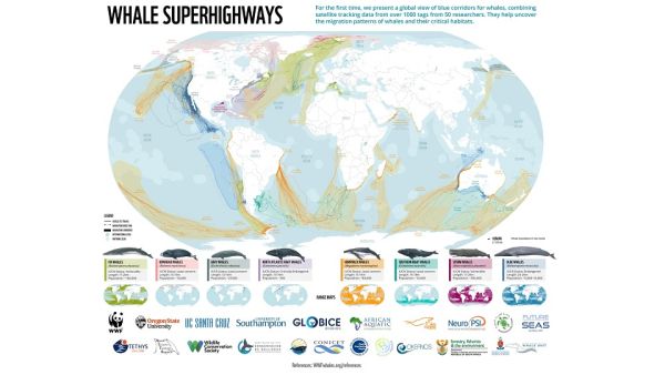 Contribution to New WWF Whale Report Caption. New WWF Study On Threats To Global Whale Populations, Including Those Residing In Oman