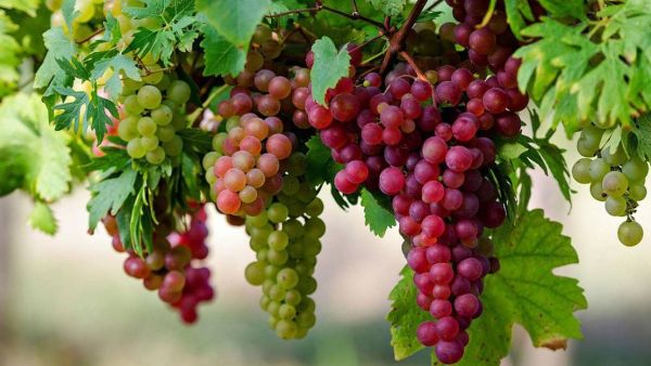 7 من فوائد العنب الصحية للجسم